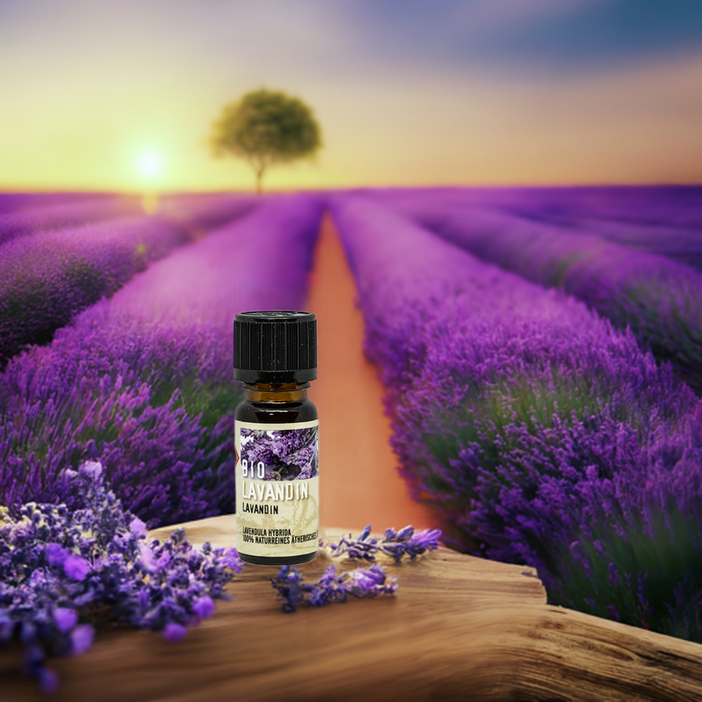 Harmonisierend – Bio Lavandin (Lavandula hybrida) – ätherisches Öl Aroma Manufaktur® ätherisches Öl
